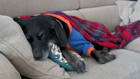 a senior labrador wrapped in a red blanket and wearing a jacket while sleeping on a couch during a cold winter day