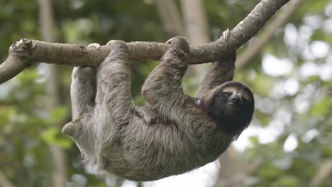 Hanging-from-a-branch,-an-adorable-cute-faced-sloth-epitomises-the-tranquility-of-nature