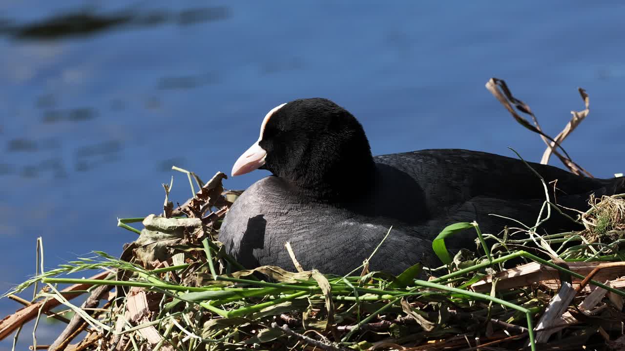 hembra de coot eurasiático, atra fulica, sentada en un nido cerca de un lago