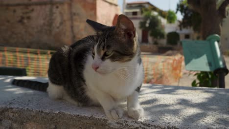 curious white tabby cat smelling toward camera