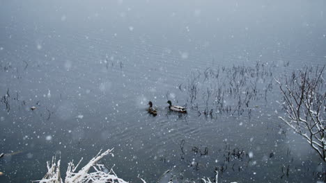 Pájaros-Soportando-Con-Gracia-Una-Suave-Nevada-En-El-Río-En-Cámara-Lenta