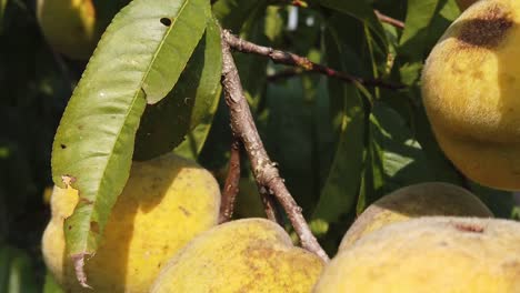 capturing the peach closely under the sun's rays and the breeze of the wind