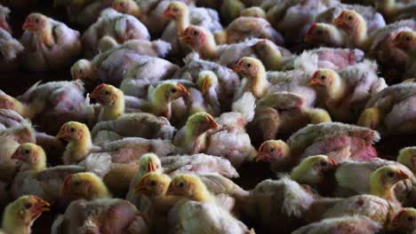 lots of poultry chicks packed together in large barn raised for commercial breeding industry in bangladesh