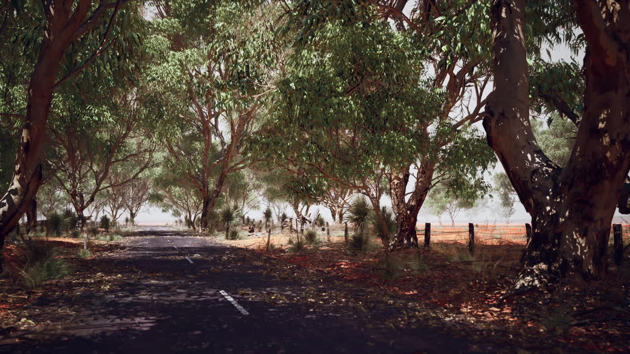 오스트레일리아 의 덤불 나무 들 이 있는 열린 도로