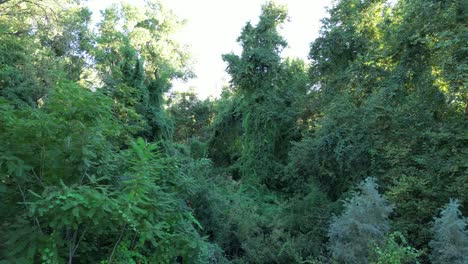 Flug-Durch-Den-Grüngürtel-Des-Jungle-Creek