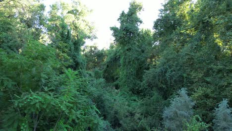 flying through jungle creek greenbelt overgrowth