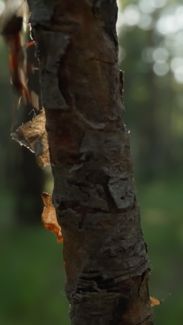 Tree bark with peeling layers in a sunlit forest, creating a natural abstract
