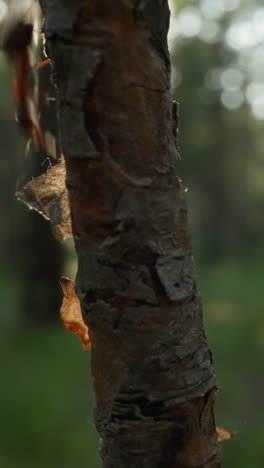 corteza de árbol con capas de pelado en un bosque iluminado por el sol, creando un abstracto natural