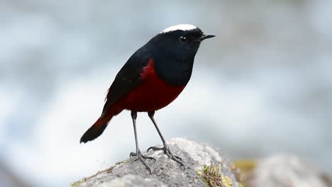 The-White-capped-Redstart-is-known-for-its-white-lovely-crown,-dark-blue-blackish-wings-and-brown-under-feathers-and-its-tail-starts-with-red