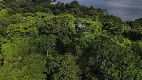 a viewing platform within thick and leafy jungle in the tropics