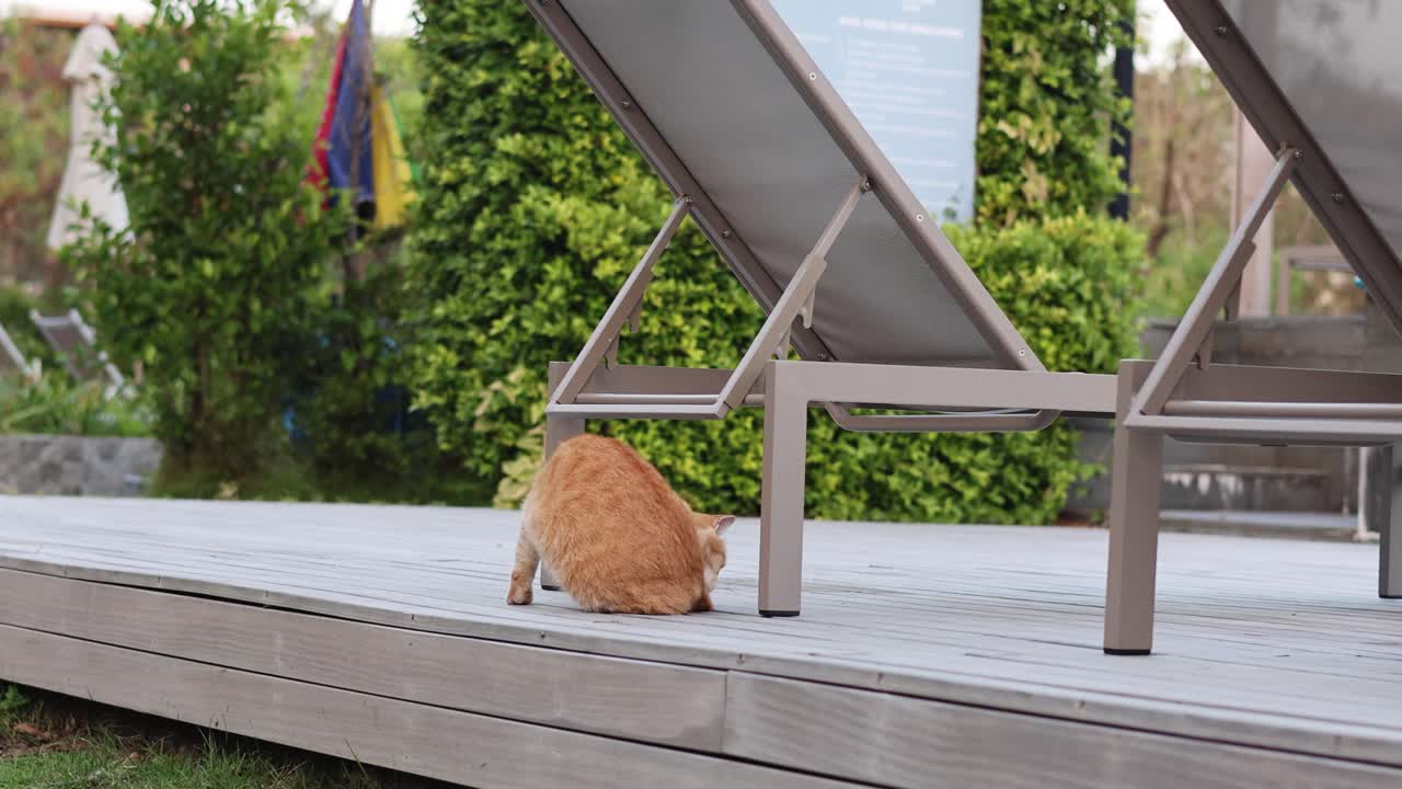 Kissa liikkuu ulkoterassilla