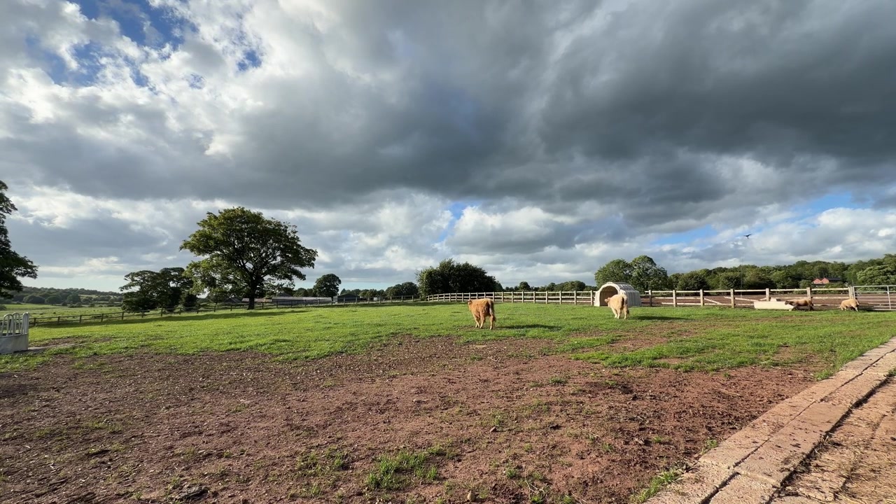 Scottish Highland cattle rustic breed roaming free on a dairy farm in Stoke-on-Trent England