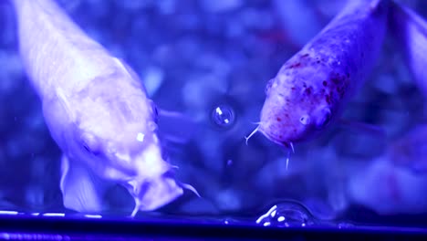 koi fish in aquarium