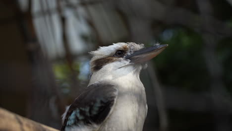 White-and-exotic-bird-close-up