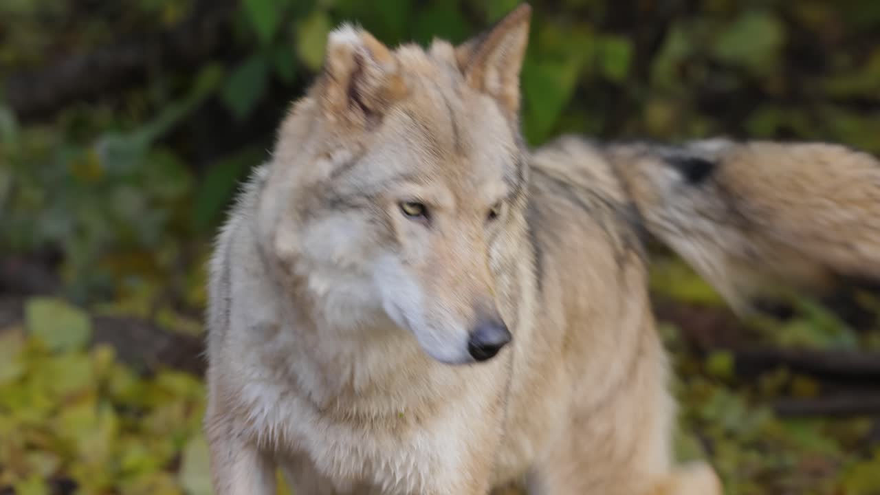 el lobo (canis lupus), también conocido como el lobo gris, es el miembro más grande existente de la familia de los canidos. los lobos son el miembro salvaje más grande de la familia de los perros.