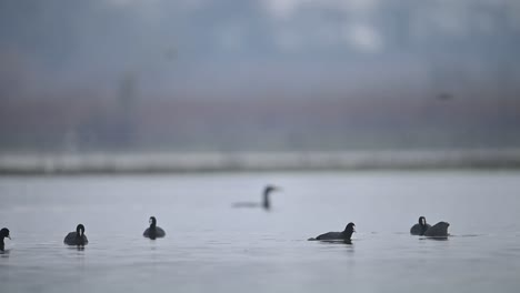 flock of coot birds in water in a winter morning