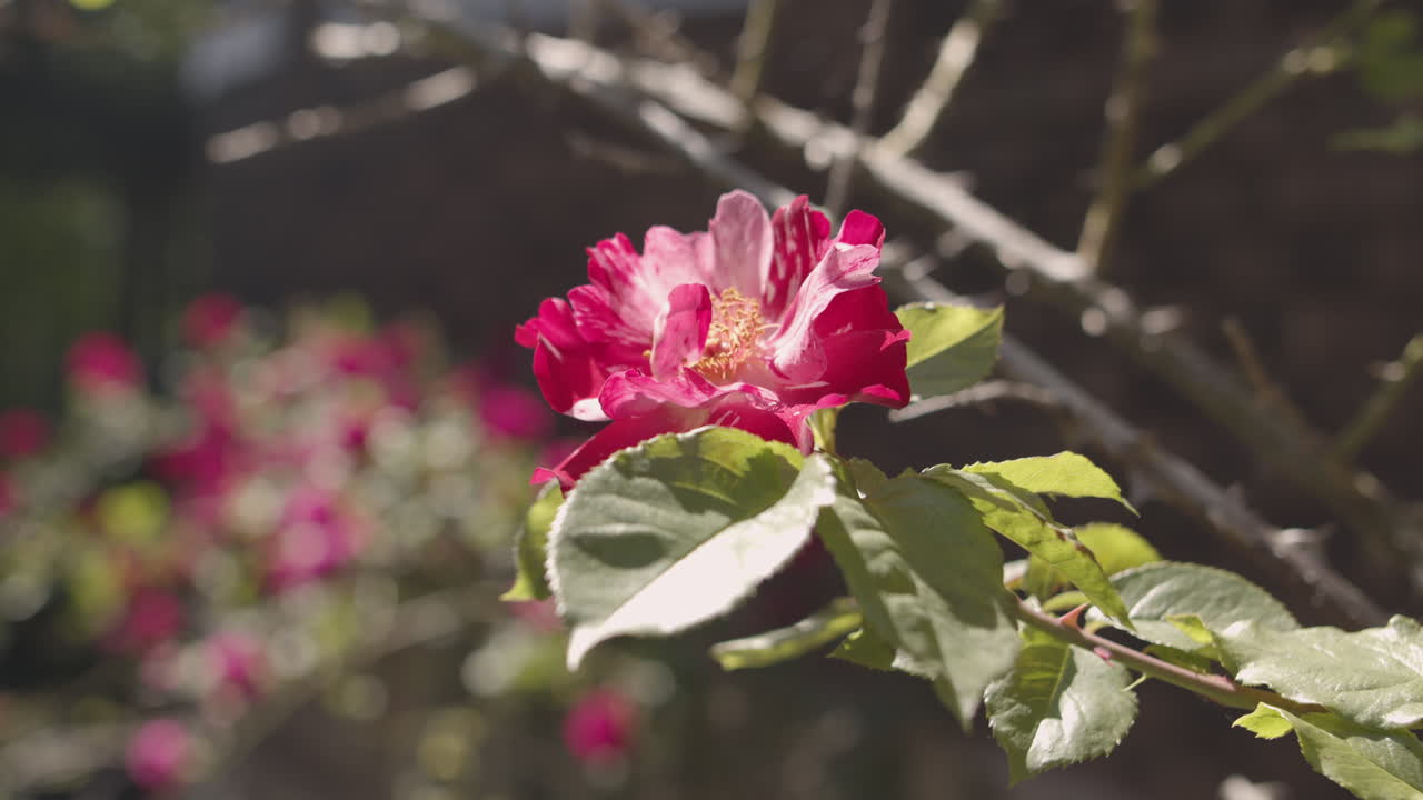 Still shot pink and white tiger striped rose with thorn brambles love symbol