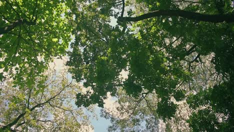 tilt up shot in the tree