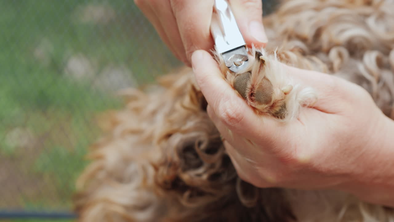 Il proprietario taglia le unghie al cane, in primo piano.