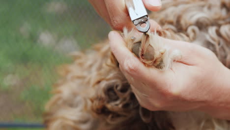 el dueño corta las garras del perro primer plano