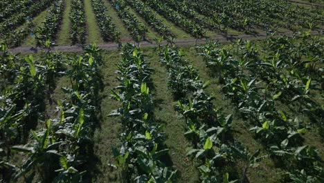 low flying drone footage above a large commercial banana plantation in costa rica