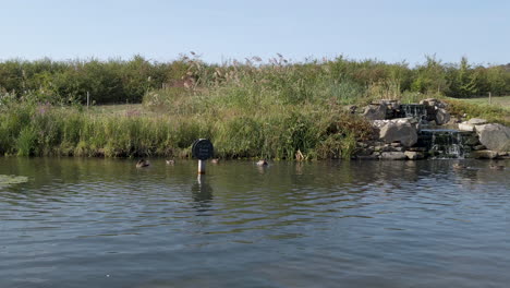 Ducks-swimming-about-in-a-deep-pond-in-the-English-county-of-Gloucestershire