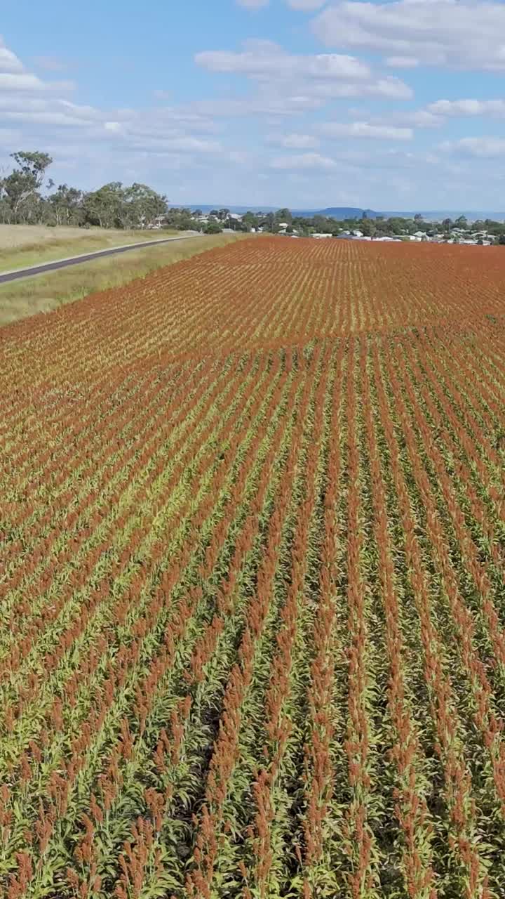 el avión no tripulado captura campos expansivos bajo cielos azules
