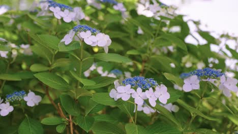 early japanese summer, ajisai begin to bloom in warm weather