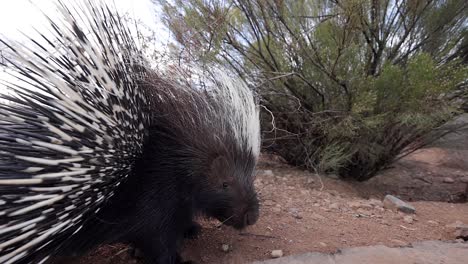 african porcupine spreads quills to fend off camera too close slomo