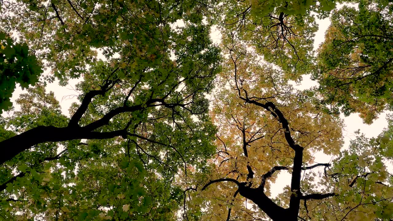 The yellow-green treetops are spinning (4K60)