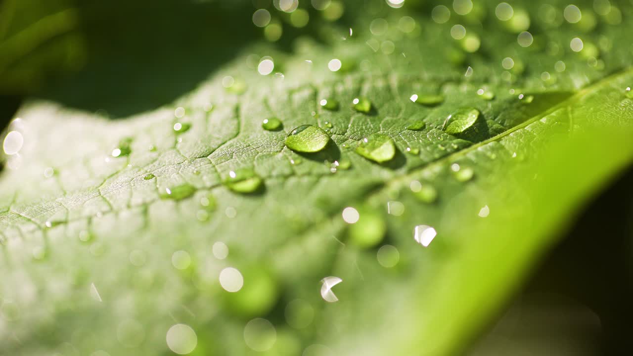 gotas de agua en la superficie de la hoja