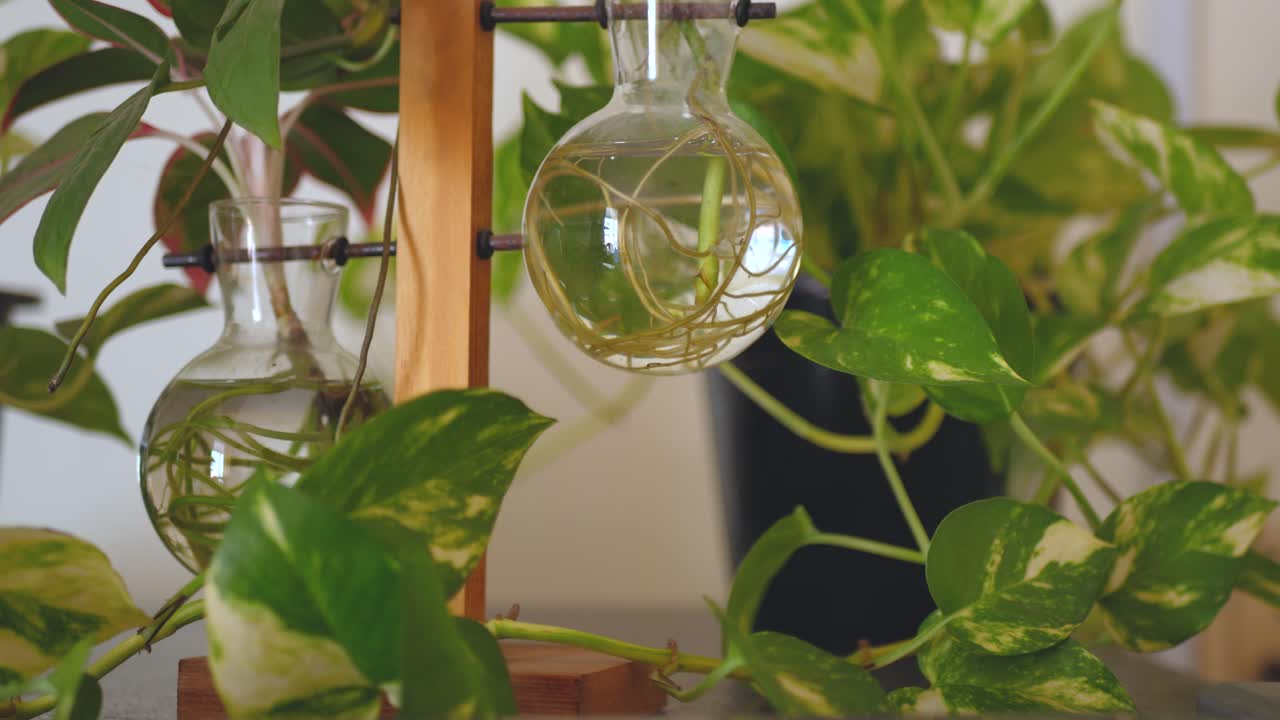 House plants growth, interior arrangements, fresh aesthetics, close-up