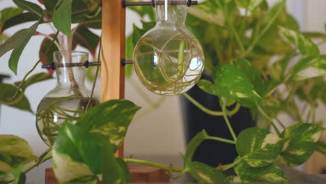 house plants growth, interior arrangements, fresh aesthetics, close-up