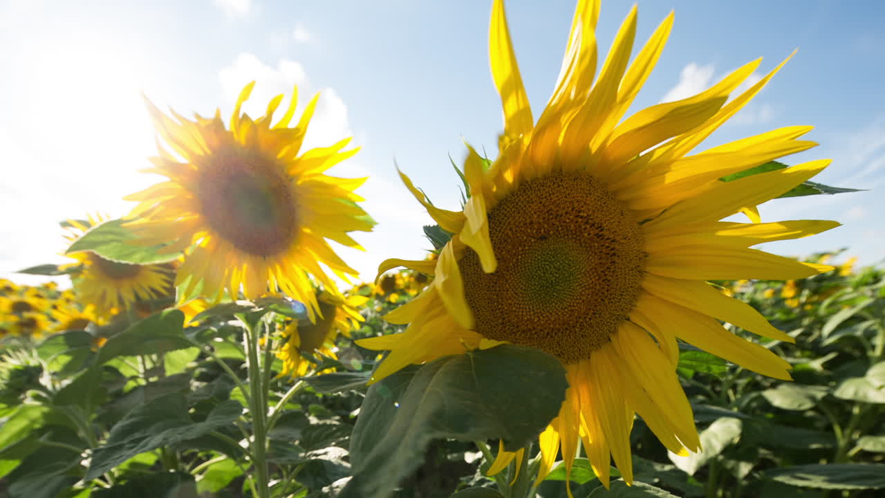 поле подсолнечника 09