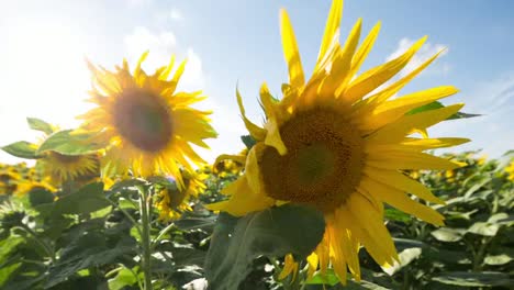 sunflower field 09