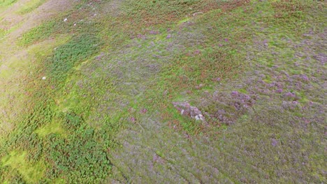 Drone camera smoothly glides above a sloping, grassy hillside in the Scottish Highlands, capturing vibrant green and purple vegetation in soft daylight