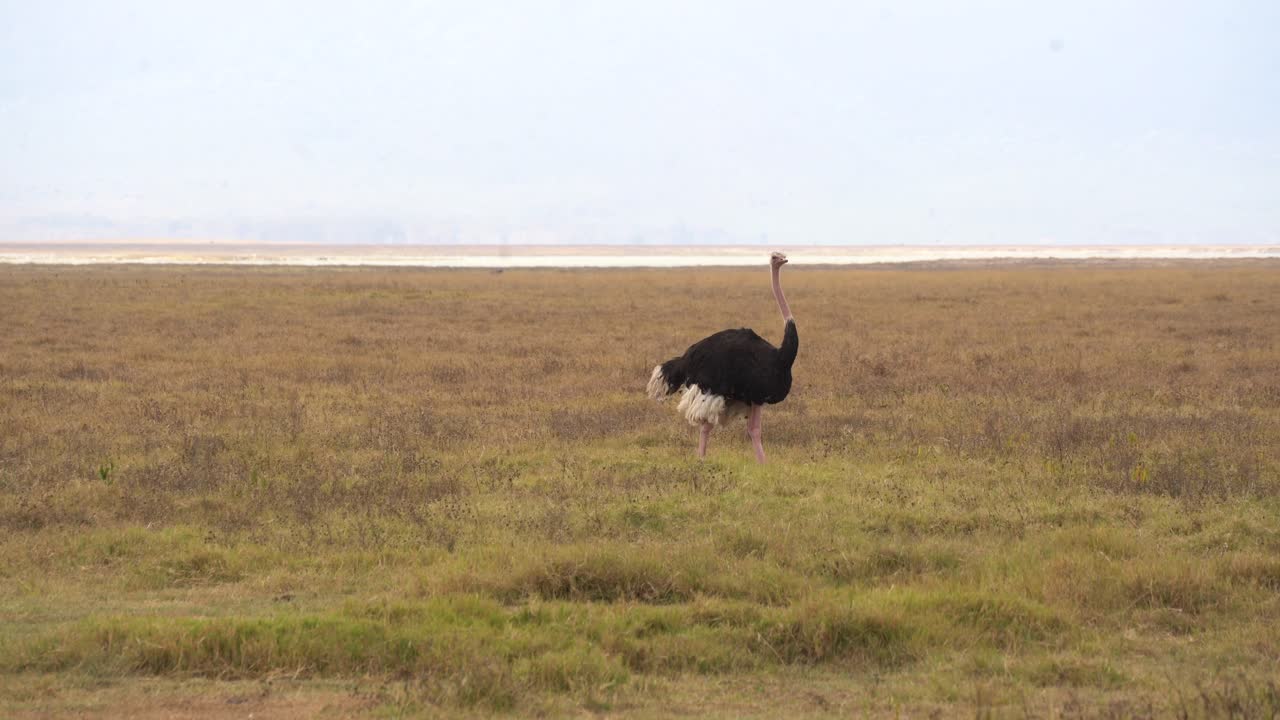 Ostrich in the Grassland