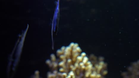 Exotic-fish-feeding-on-the-coral-with-their-tail-fin-pointing-upward-tripod-4k