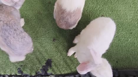 three rabbits on green grass