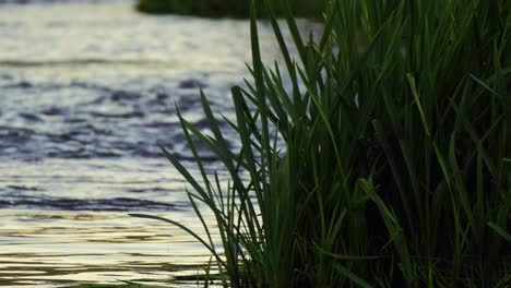 close-up-shot-of-the-river-flowing-by-the-reeds-in-sunset