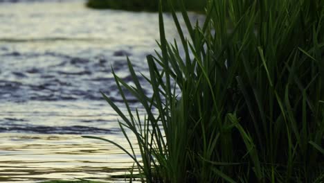 close-up shot of the river flowing by the reeds in sunset