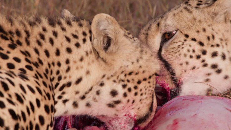 Close up shot of a pair of cheetah's head feasting on a carcass