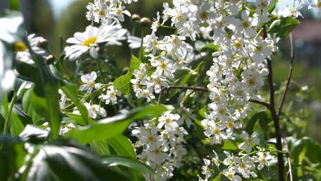 Bed-of-Summer-flowers-in-idyllic-Swedish-garden