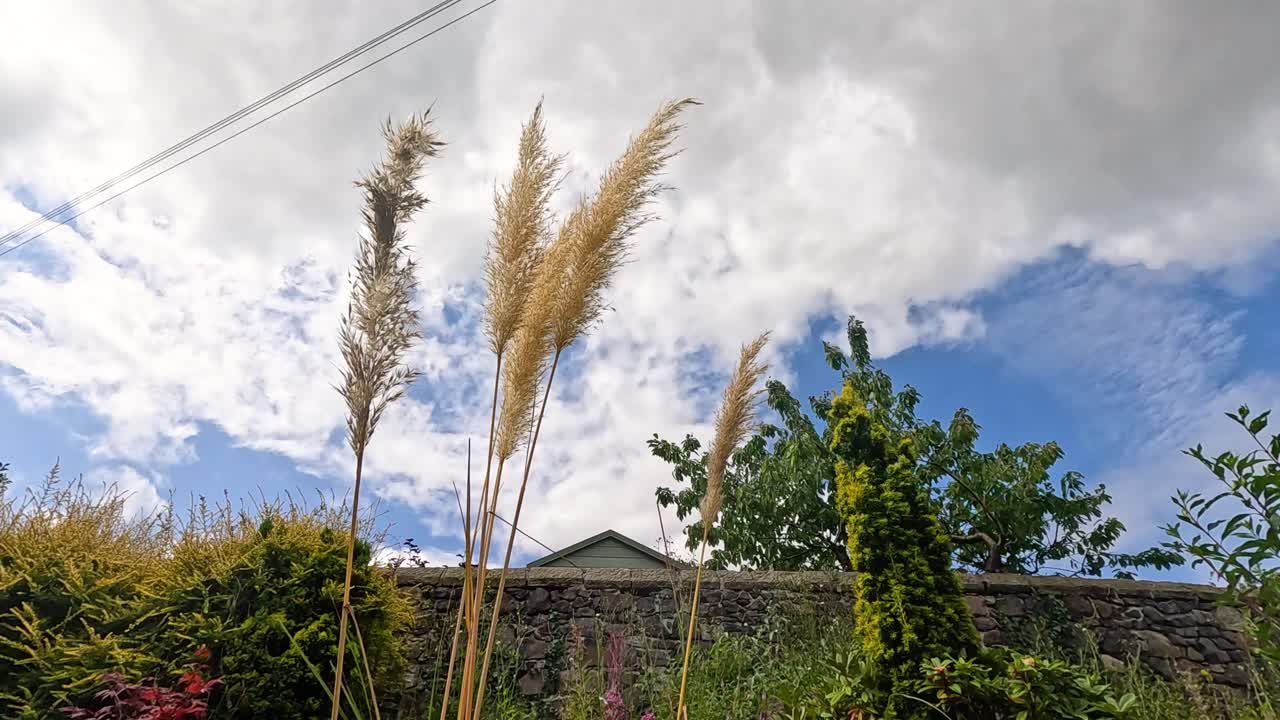 바람에 흔들리는 파스 풀