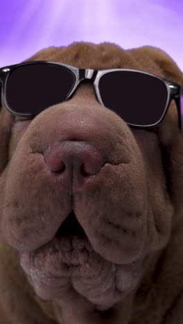 shar pei perro con gafas de sol en vertical