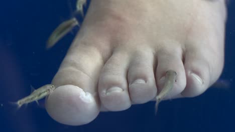 Los-Peces-Mordisquean-Los-Dedos-De-Los-Pies-Y-Los-Pies-De-Las-Personas-En-Un-Spa-De-Peces-En-Grecia