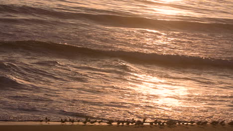 shorebirds running in the surf eating small fish from the sea waves at sunset time