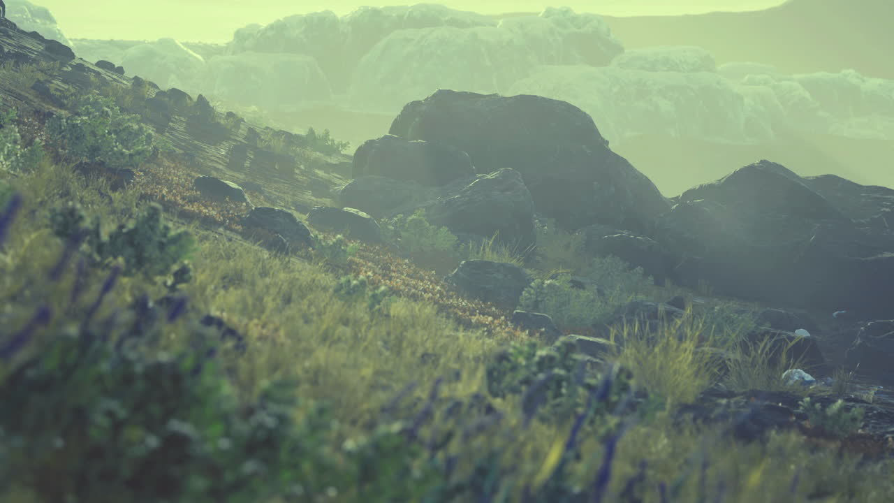 Exploring a misty landscape with rocks and plants in soft morning light
