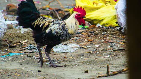 Rooster-Chicken-Walking-In-The-Ground-with-Garbage-To-Forage-For-Food