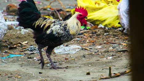 pollo gallo caminando en el suelo con basura para buscar comida